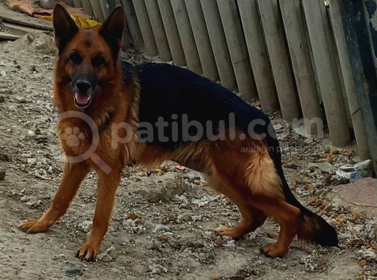 Genç Ve Egitimli Alman Kurtları görsel