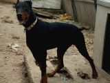 Genç dobermanlar