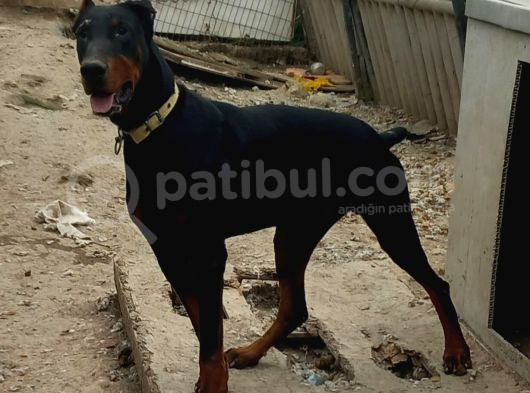 Genç Dobermanlar
