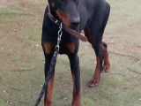 Genç Dobermanlar