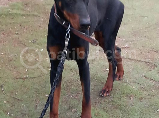 Genç Dobermanlar görsel