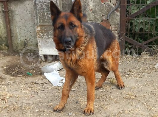 Genç Ve Egitimli Alman Kurtları