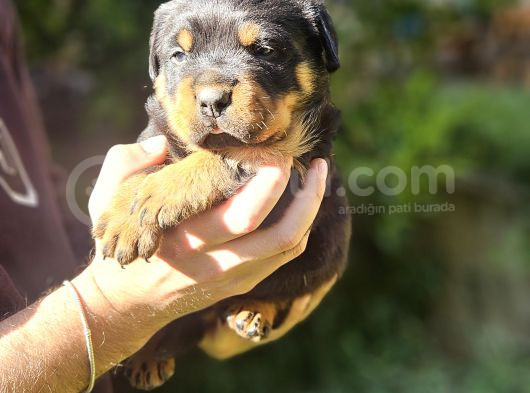 Koca Kafa Rotweiller Yavrular görsel