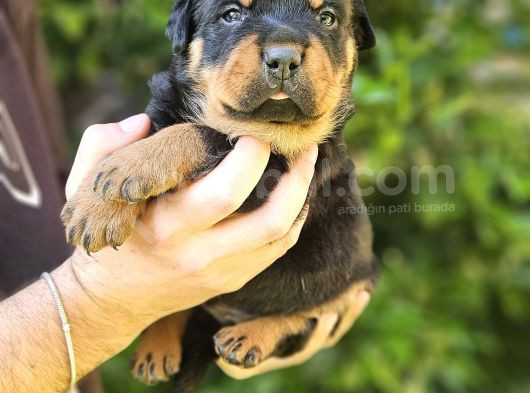 Koca Kafa Rotweiller Yavrular görsel