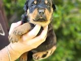 Koca kafa Rotweiller Yavrular