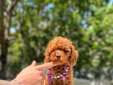 TOY POODLE BEBEKLER