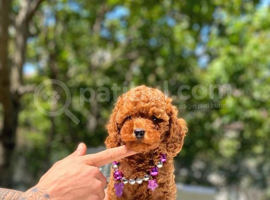 Toy Poodle Bebekler