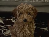 3 aylık Dişi poodle ailesini bekliyor