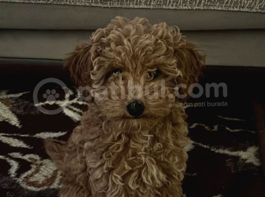 3 Aylık Dişi Poodle Ailesini Bekliyor
