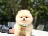 KG GARANTİLİ POMERANİAN BOO YAVRULARIMIZ