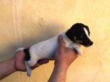Firtina Jack Russel Bebekler