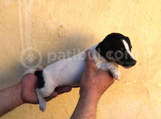 Firtina Jack Russel Bebekler görsel
