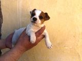 Firtina Jack Russel Bebekler