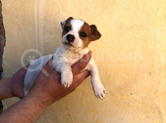 Firtina Jack Russel Bebekler görsel