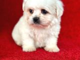 Teacup Maltese Yavrular