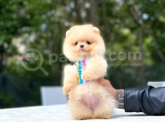 Kg Garanti̇li̇ Pomerani̇an Boo Yavrularimiz görsel
