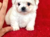 Teacup Maltese Yavrular