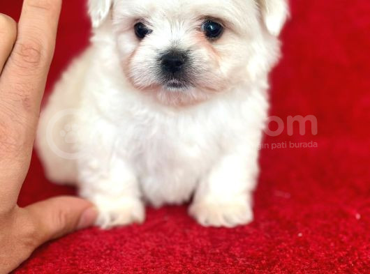 Teacup Maltese Yavrular görsel