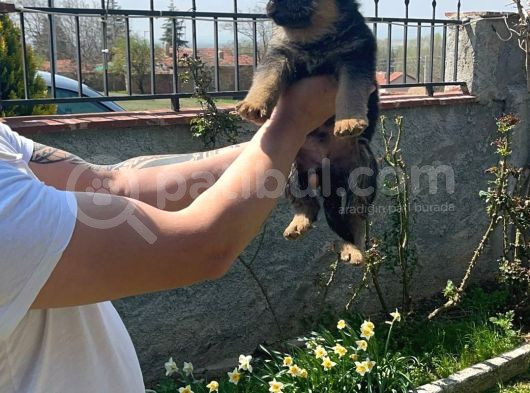 Alman Çoban Yavrularimiz Hazir görsel
