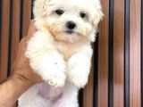 TEACUP MALTESE YAVRULAR