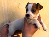 FIRTINA JACK RUSSEL BEBEKLER