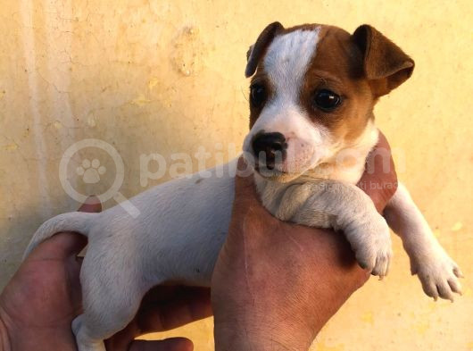 Firtina Jack Russel Bebekler
