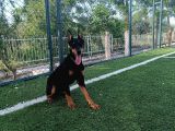 KALİTELİ DOBERMAN YAVRULARIMIZ