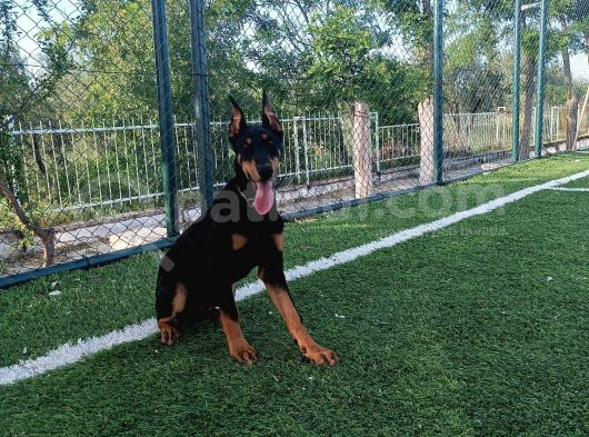 Kali̇teli̇ Doberman Yavrularimiz