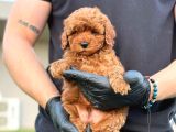 Toy Poodle Bebekler