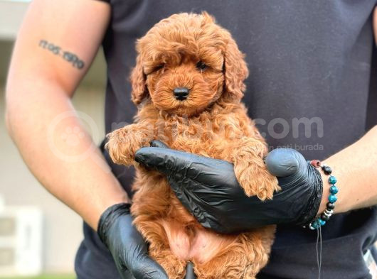 Toy Poodle Bebekler görsel