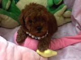Toypoodle Ve Teacup Poodlr 2 Aylık