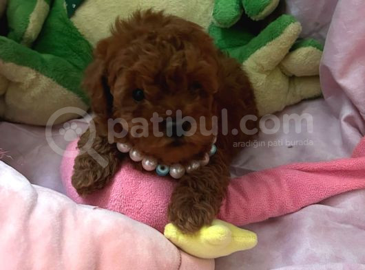 Toypoodle Ve Teacup Poodlr 2 Aylık görsel