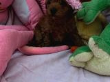 Toypoodle Ve Teacup Poodlr 2 Aylık