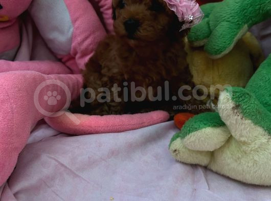 Toypoodle Ve Teacup Poodlr 2 Aylık görsel