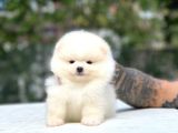 Kg Garanti̇li̇ Pomerani̇an Boo Yavrularimiz