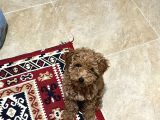 3 Aylık Dişi Poodle Ailesini Bekliyor