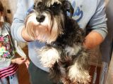 YETİŞKİN DİŞİ ERKEK SCHNAUZER KÖPEKLER