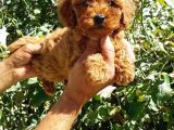 Red Brown Orji̇nal Toy Poodle Yavrular