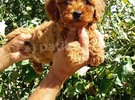 Red Brown Orji̇nal Toy Poodle Yavrular görsel