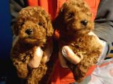 Red Brown Orji̇nal Toy Poodle Yavrular