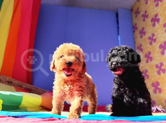 Red Brown Orji̇nal Toy Poodle Yavrular görsel