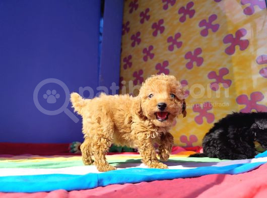 Red Brown Orji̇nal Toy Poodle Yavrular