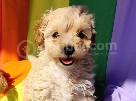 Anne Baba Orji̇nal Malti̇poo Yavrular