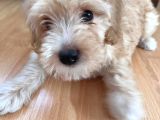 Erkek Maltipoo Yavru