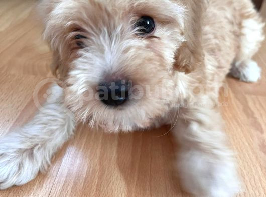 Erkek Maltipoo Yavru görsel