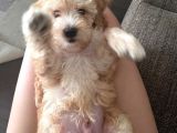 Erkek Maltipoo Yavru
