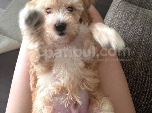 Erkek Maltipoo Yavru görsel