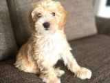 Erkek Maltipoo Yavru