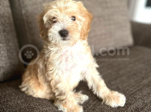 Erkek Maltipoo Yavru görsel