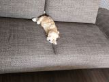 Erkek Maltipoo Yavru